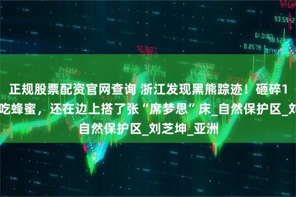 正规股票配资官网查询 浙江发现黑熊踪迹！砸碎16只蜂箱偷吃蜂蜜，还在边上搭了张“席梦思”床_自然保护区_刘芝坤_亚洲